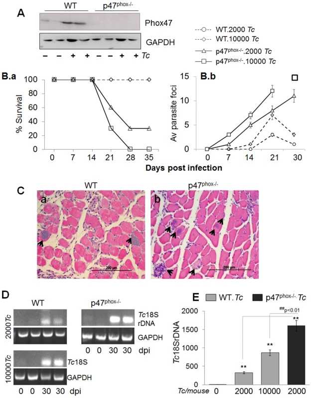 p47<sup>phox−/−</sup> mice are susceptible to <i>T. cruzi</i> infection and exhibit increased mortality and parasite burden.