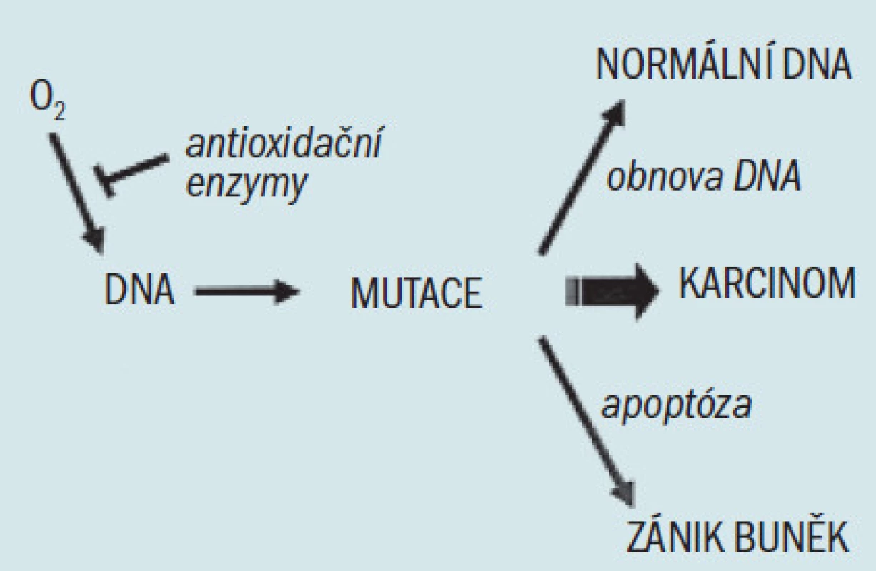 Zjednodušený model účinku buněčné obrany proti oxidačnímu stresu. Reakční kyslík, zobrazený jako volný radikál kyslíku (O&lt;sub&gt;2&lt;/sub&gt;), se může vázat na DNA a způsobovat mutace. Defekty buněčných obranných mechanizmů (zahrnujících antioxidační enzymy, mechanizmy obnovy DNA a apoptózu) mohou umožnit akumulaci mutací, což vede ke vzniku karcinomu.