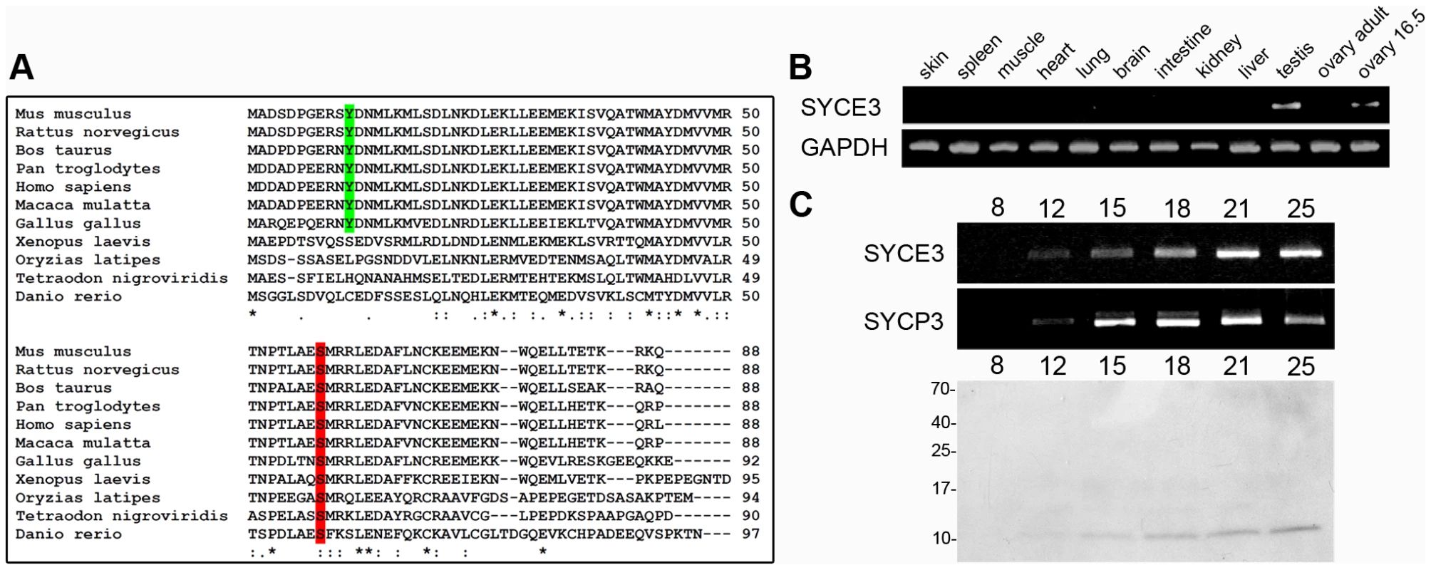 Identification and characterization of mouse SYCE3.