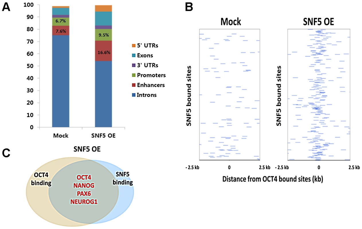 Overexpression of SNF5 alters SNF5 binding distribution, especially to OCT4 target genes.