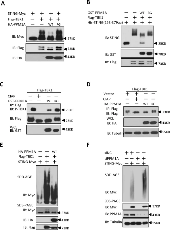 PPM1A directly dephosphorylates STING and TBK1 and prevents STING aggregation.