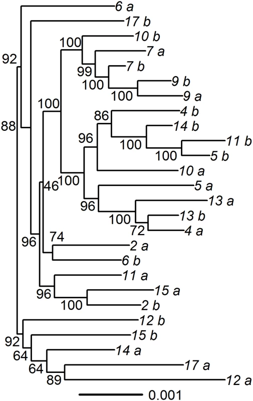 Phylogenic tree of paired specimens that underwent oligonucleotide enrichment and high-throughput sequencing.