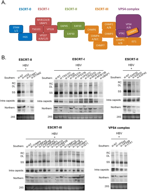siRNA-knockdown screening for ESCRT factors required for HBV replication in HepG2 cells.