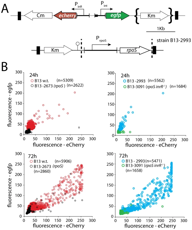 Effect of <i>rpoS</i> interruption on reporter gene expression from two key bistable promoters (P<i><sub>int</sub></i> and P<i><sub>inR</sub></i>) controlling ICE<i>clc</i> activity in stationary phase <i>P. knackmussii</i> cells grown on 3CBA.