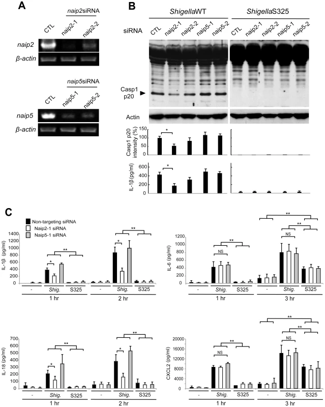 <i>Shigella</i> induces caspase-1 activation via Nlrc4, Asc and Naip2 in macrophages.