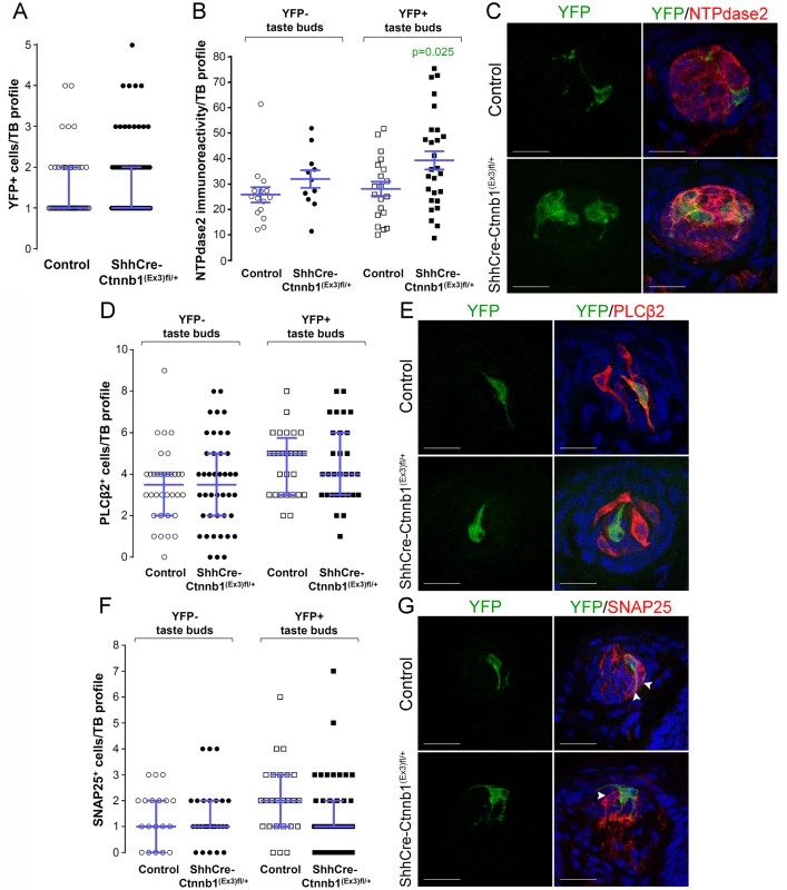 Stabilization of β-catenin in Shh<sup>+</sup> precursor cells biases FFP taste cell fate.