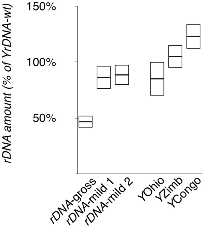 Quantification of <i>rDNA</i> copy number of the chromosomes in this study.