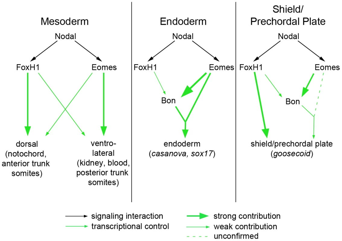 Model for roles of Nodal signaling in early zebrafish embryos.