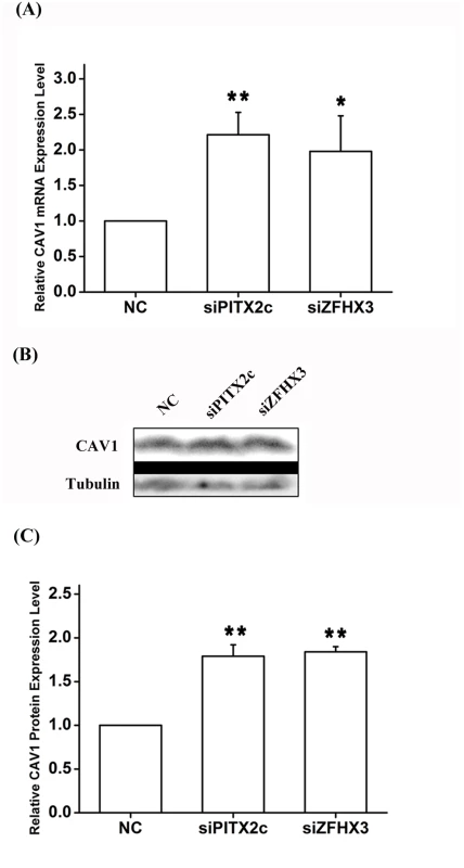 <i>PITX2c</i> and <i>ZFHX3</i> negatively regulate expression of the <i>CAV1</i> gene.