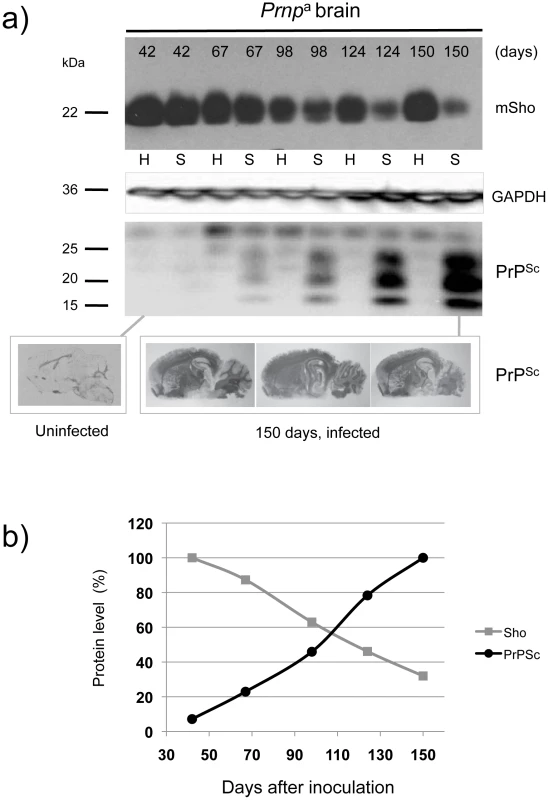 Kinetics of Sho down-regulation in scrapie-infected wt <i>Prnp</i><sup>a/a</sup> mouse brain.
