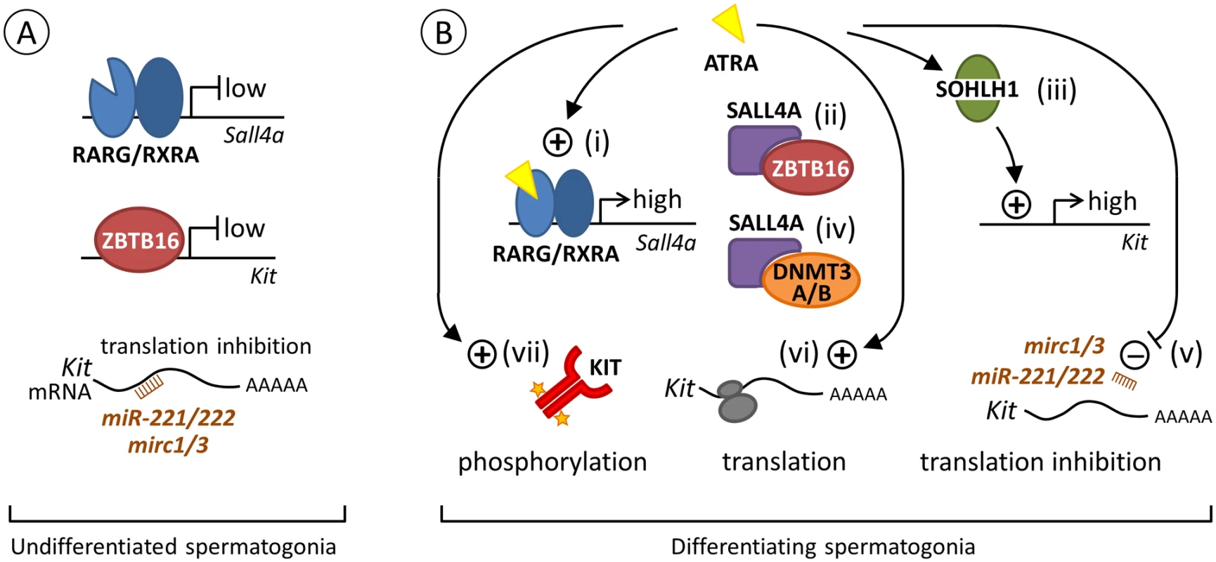 Proposed model for the regulation of <i>Kit</i> expression by ATRA during the transition from A<sub>al</sub> to A<sub>1</sub> spermatogonia.