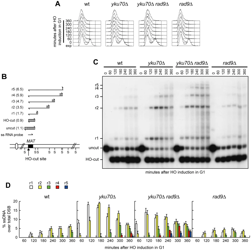 Rad9 inhibits extensive DSB resection in <i>yku70Δ</i> G1 cells.