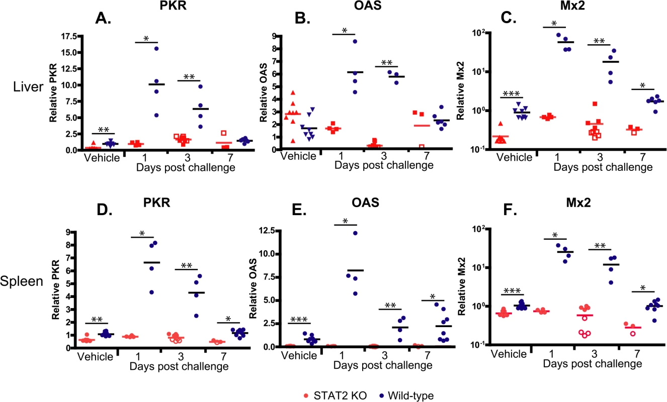 STAT2 KO hamsters fail to up-regulate the expression of interferon-stimulated genes PKR (A, D), OAS (B, E), and Mx2 (C, F) in the liver (A-C) and spleen (D-F).