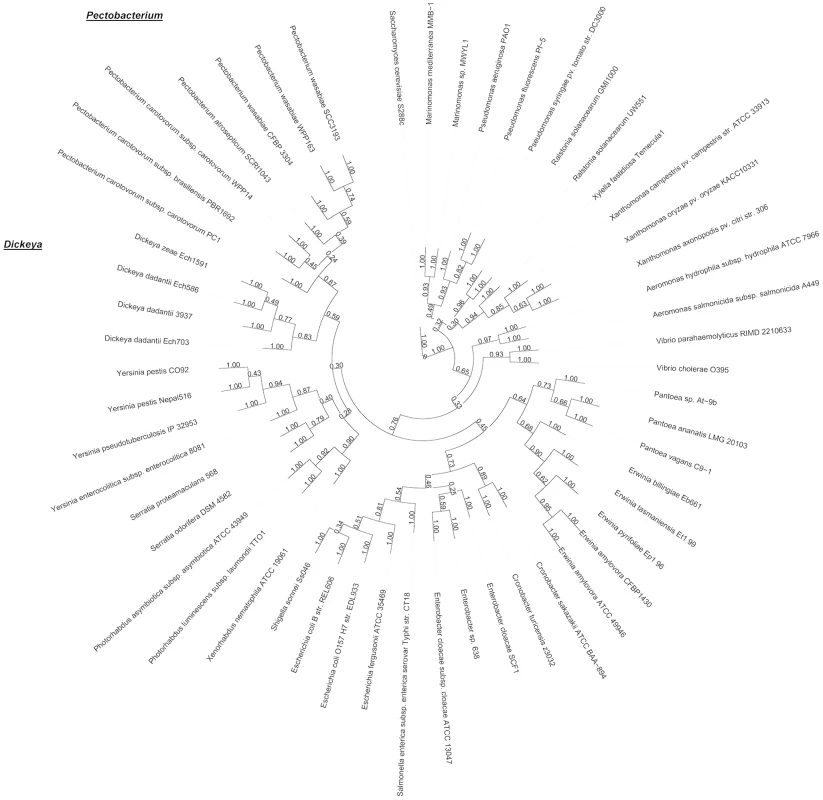 Phylogenetic tree constructed of 51 orthologous protein groups from 53 bacterial strains and yeast as an outgroup.