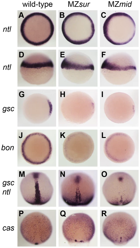 Nodal-dependent tissue specification is differentially disrupted in <i>FoxH1</i> mutants.