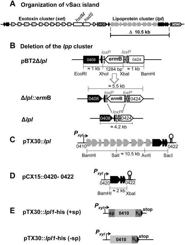 Schematic illustration of USA300 specific νSaα island and construction of <i>lpl</i> operon deletion mutants and of complementing plasmids.