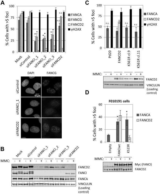 FANCI, but not FANCD2, is required for FA core complex foci formation.