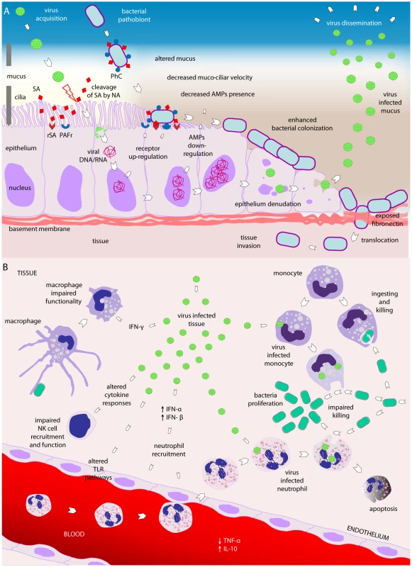Viral–bacterial interactions.