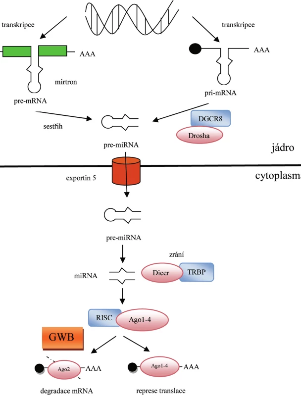 Biogeneze a funkce miRNA