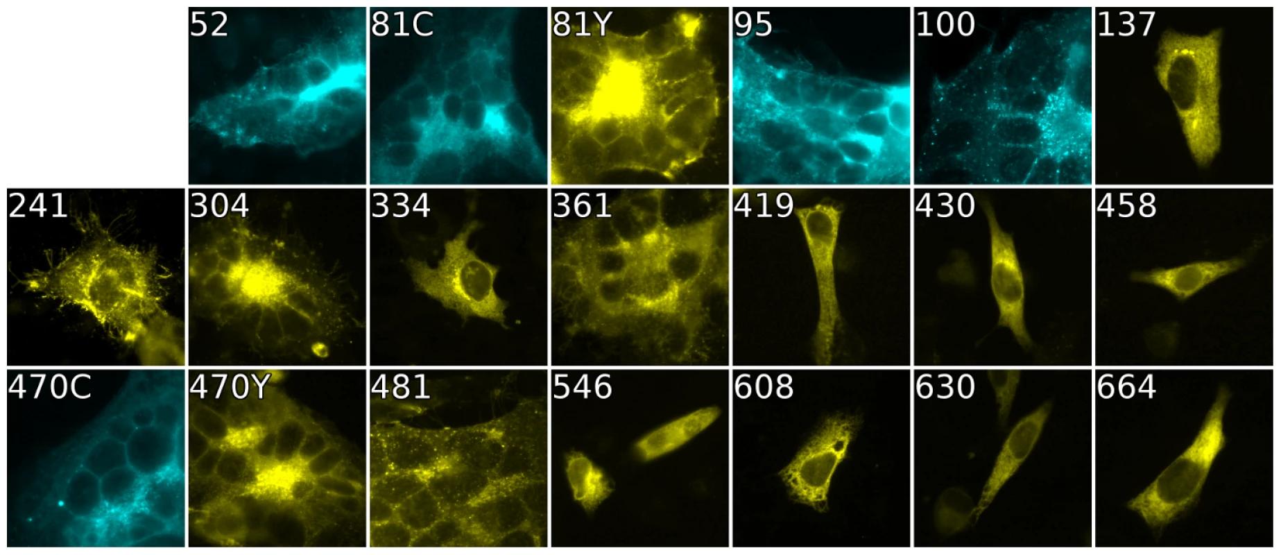 Cell-cell fusion with fluorescent gB constructs.