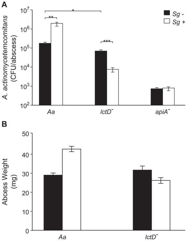 Persistence of <i>A. actinomycetemcomitans</i>, <i>A. actinomycetemcomitans lctD</i><sup>-</sup>, and <i>A. actinomycetemcomitans apiA</i><sup>-</sup> in mono- or co-culture in a murine abscess model.