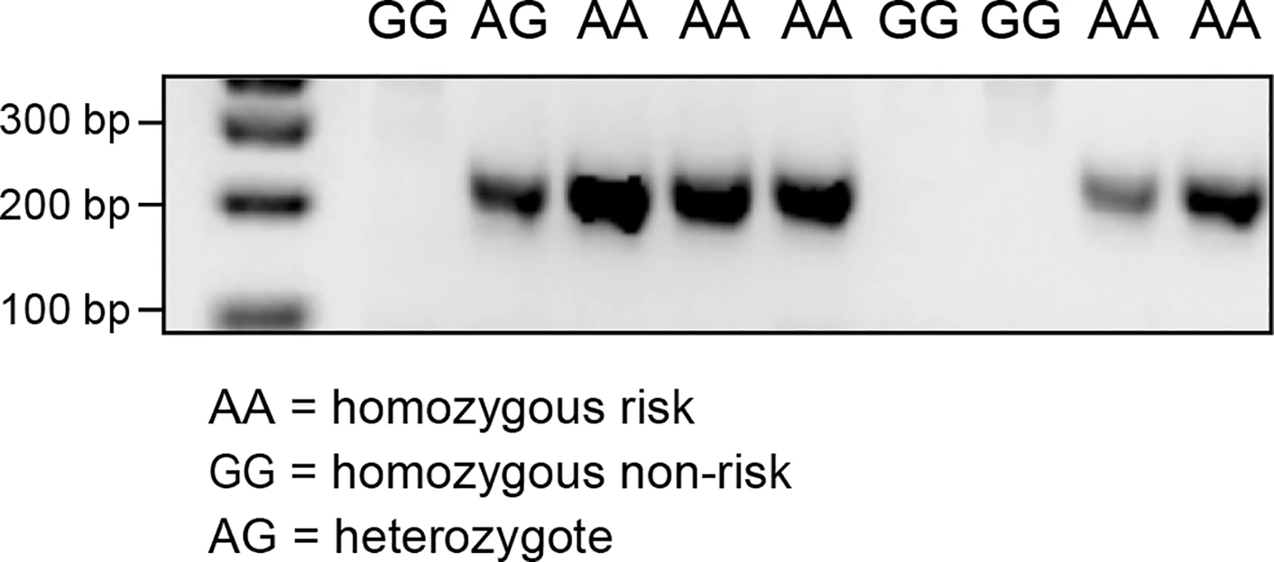 PCR products confirming the alternative splice site in the individuals carrying the A allele on CFA20: 42080147.