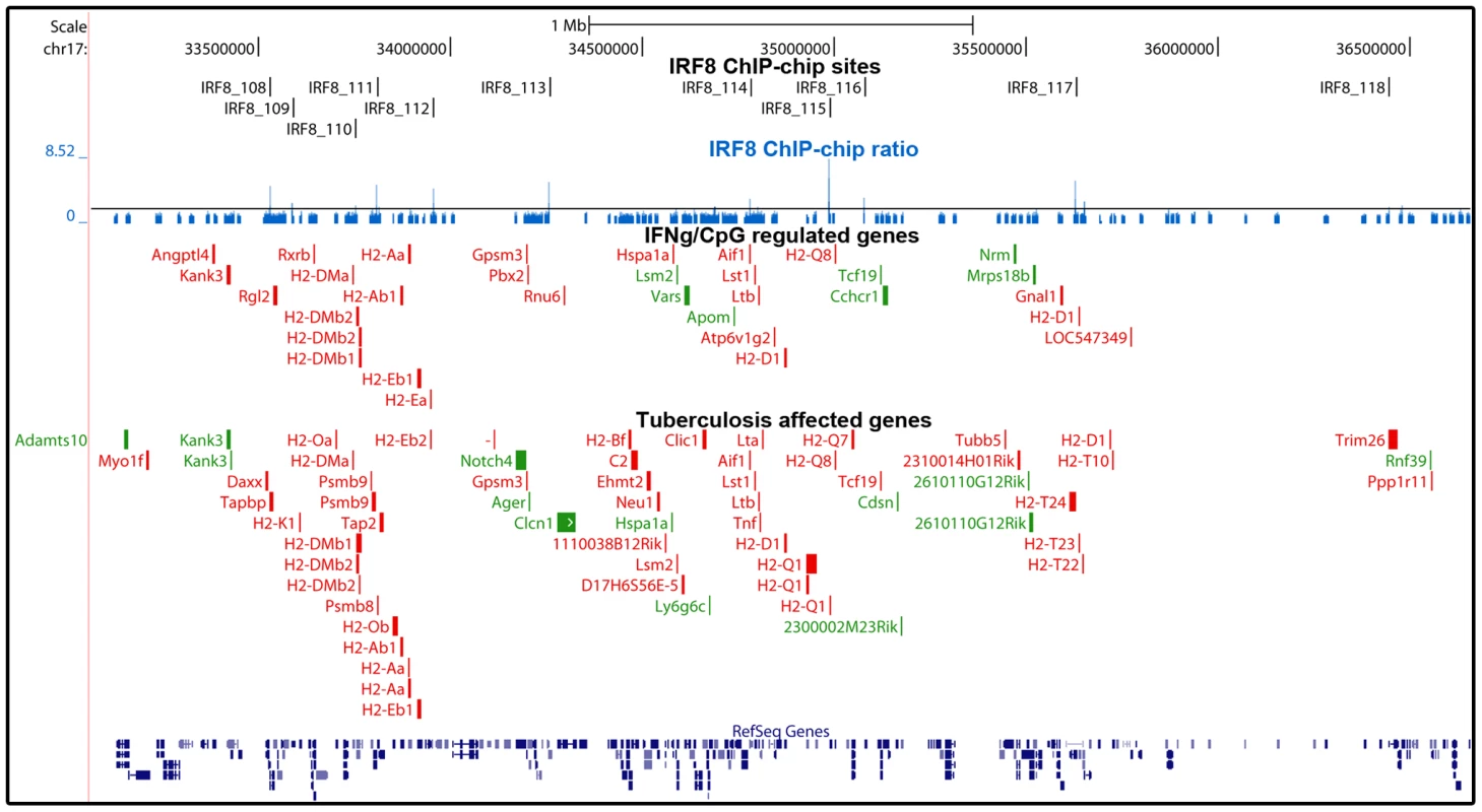 Enrichment of IRF8 targets within the boundaries of the MHC locus.