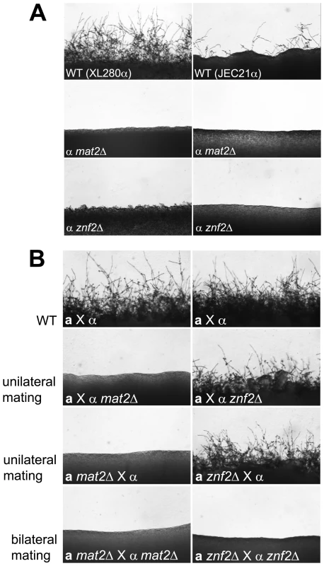 Deletion of either the <i>MAT2</i> or the <i>ZNF2</i> gene impairs filamentation during a-α and α-α mating.