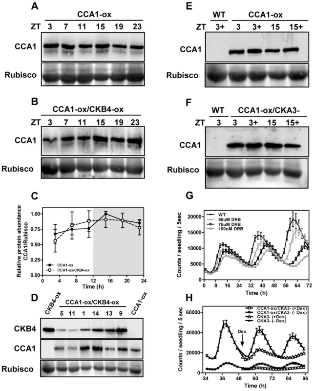 CK2 regulates <i>TOC1:LUC</i> expression without altering CCA1 protein accumulation.
