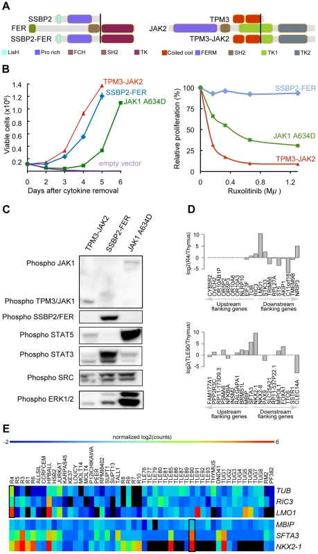 <i>SSBP2-FER</i> and <i>TPM3-JAK2</i> fusions transform lymphoid cells and show constitutive activity.