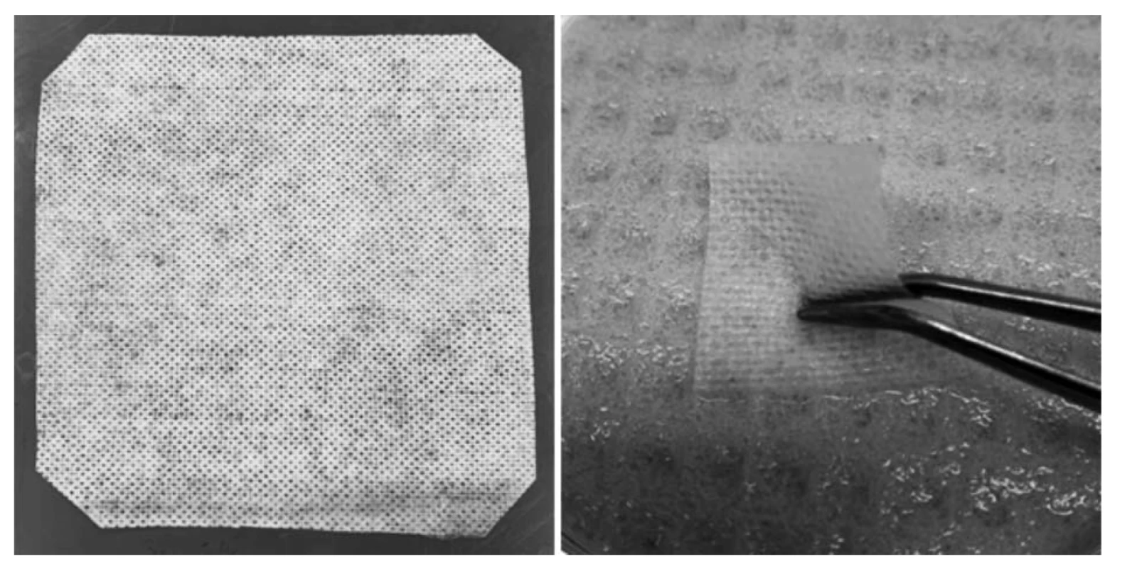 Vzhled připraveného krytí na rány (vlevo) – usušený vzorek o rozměrech cca 12 × 12 cm, vzorek
o rozměru 2,5 × 2,5 cm ve vlhkém stavu na umělém modelu rány po 24 hodinách (vpravo)