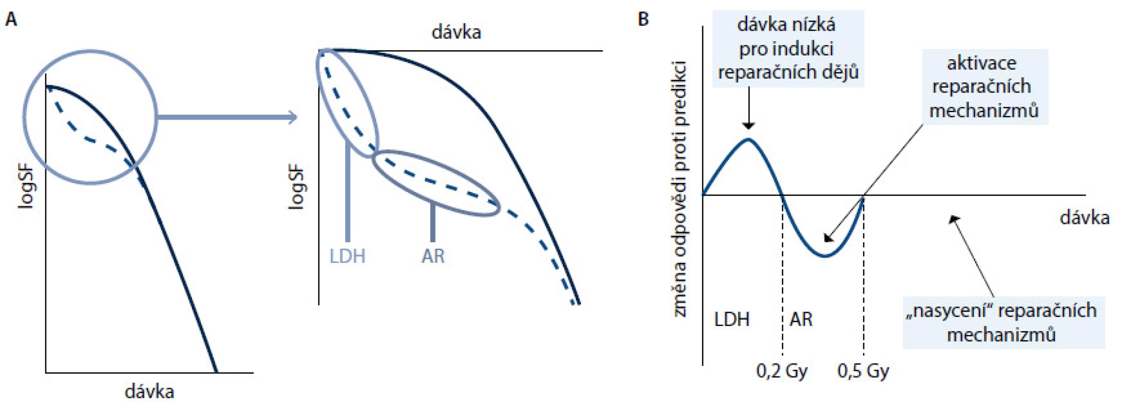 Odpověď buněk na ionizující záření. Obr. 1 A. Klasická křivka (plná čára) předpokládá existenci raménka odpovídajícího reparaci ze subletálního poškození. Křivka beroucí v úvahu hypersenzitivitu na nízké dávky (LDH) a adaptivní odpověď (AR) je při nízkých dávkách odlišná (přerušovaně) a v oblasti nízkých dávek klesá výrazně strměji, než klasický model předpokládá. Obr. 1 B. Změna odpovědi proti původnímu modelu. Při nízkých dávkách je odpověď vyšší, než je predikováno, protože nedochází k aktivaci reparačních dějů (oblast hypersenzitivity na nízké dávky, HRS), po aktivaci reparačních enzymů je naopak nižší (oblast adaptivní odpovědi, AR) a až po vyčerpání kapacity reparačních enzymů odpovídá klasickému modelu. SF – frakce přežívajících buněk.