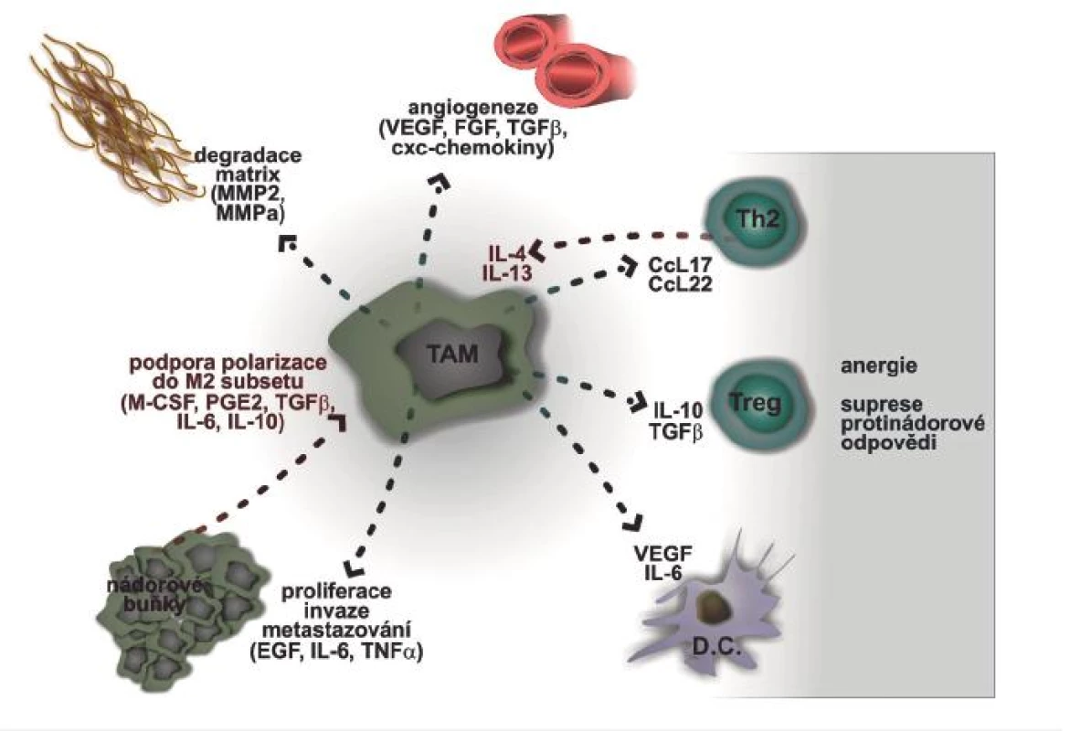 Vzájemný vztah nádoru a s nádorem asociovaných makrofágů (TAM)