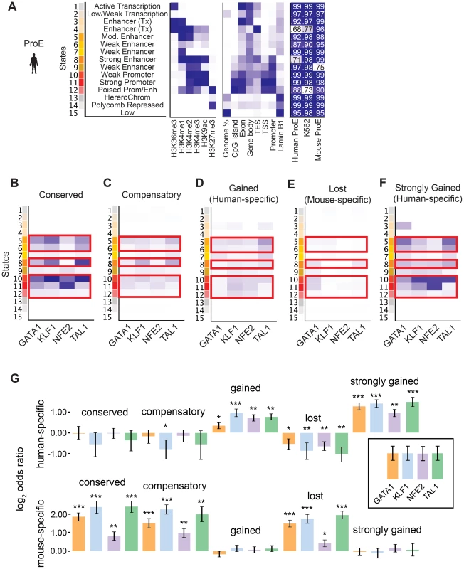 Species-specific and conserved transcription factor occupancy associates with histone modifications.
