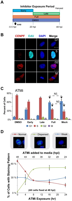 ATM contributes to S phase arrest during SV40 infection in BSC40 cells.