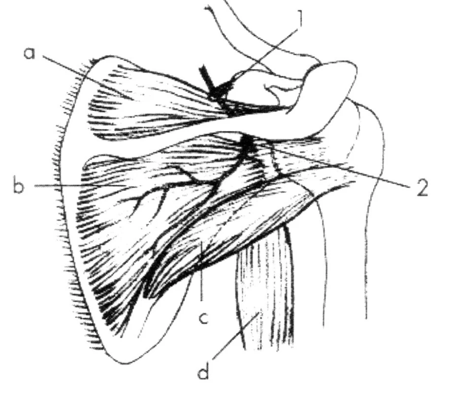 N. suprascapularis
Úžiny: 1 – incisura scapulae, 2 – insura spinoglenoidalis.
Svaly: a – m. supraspinatus, b – m. infraspinatus, c – m. teres
minor, d – caput longum (m. triceps brachii)