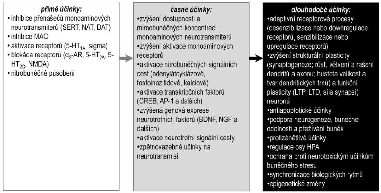 Předpokládaný sled účinků antidepresiv
BDNF – mozkový neurotrofní faktor, CREB – transkripční faktor aktivovaný v odezvě na zvýšení hladin cyklického adenozinmonofosfátu, DAT – přenašeč pro dopamin, NAT – přenašeč pro noradrenalin, HPA – osa hypotalamus-hypofýza-kůra nadledvin, NGF – nervový růstový faktor, LTD – dlouhodobá deprese, LTP – dlouhodobá potenciace, SERT – přenašeč pro serotonin