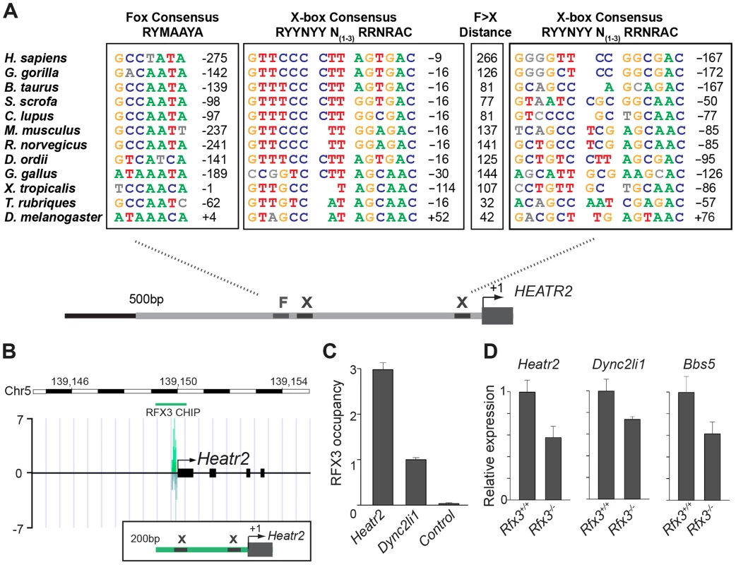 <i>CG31320</i>/<i>HEATR2</i> orthologues share conserved upstream regulatory FOX motifs and X-boxes of a master cilia motility transcriptional programme.