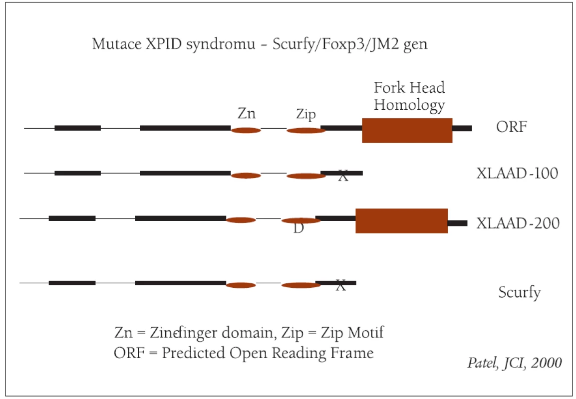 Hlavní mutace XPID syndromu (modifikováno podle Patela).
