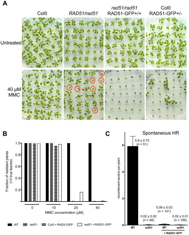 Defective mitotic recombination in plants expressing RAD51-GFP.