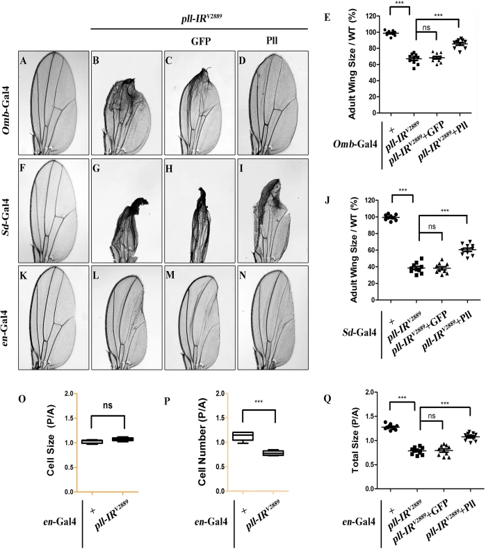 <i>pll</i> regulates cell number, but not cell size in adult wing.