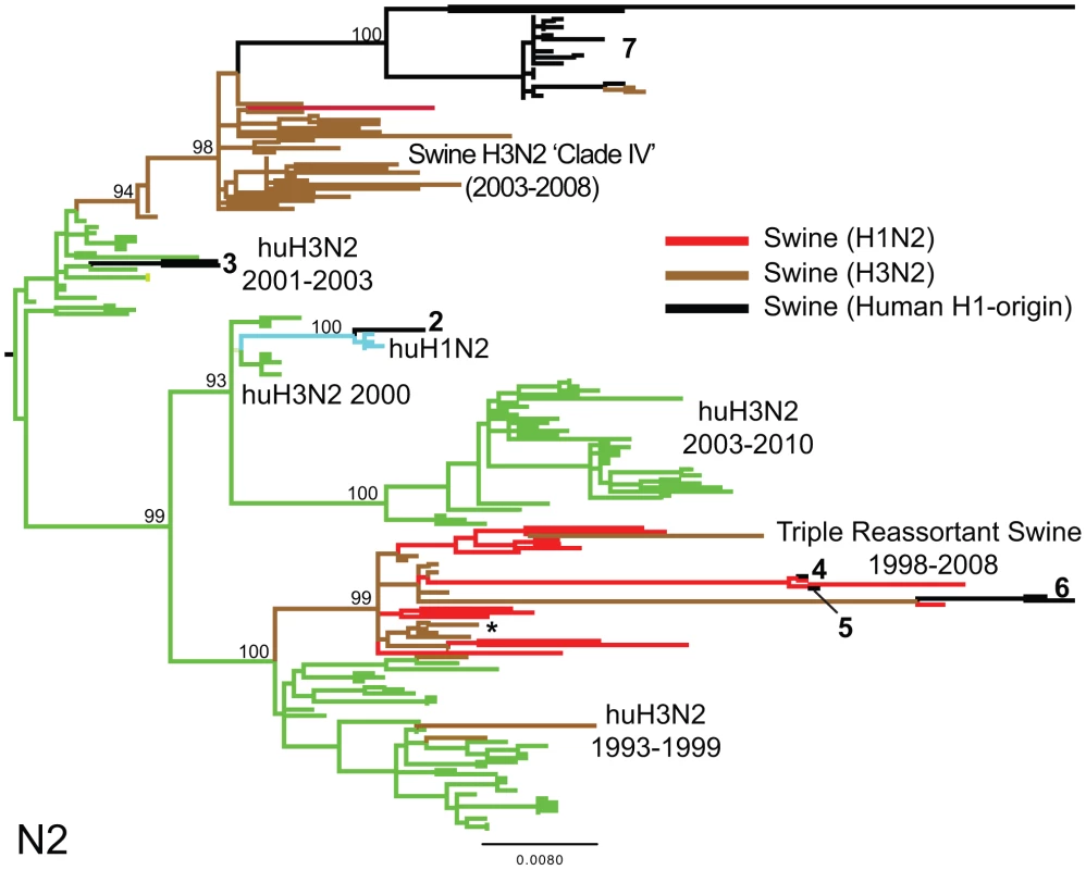 Phylogenetic relationships of the NA (N2) segment.