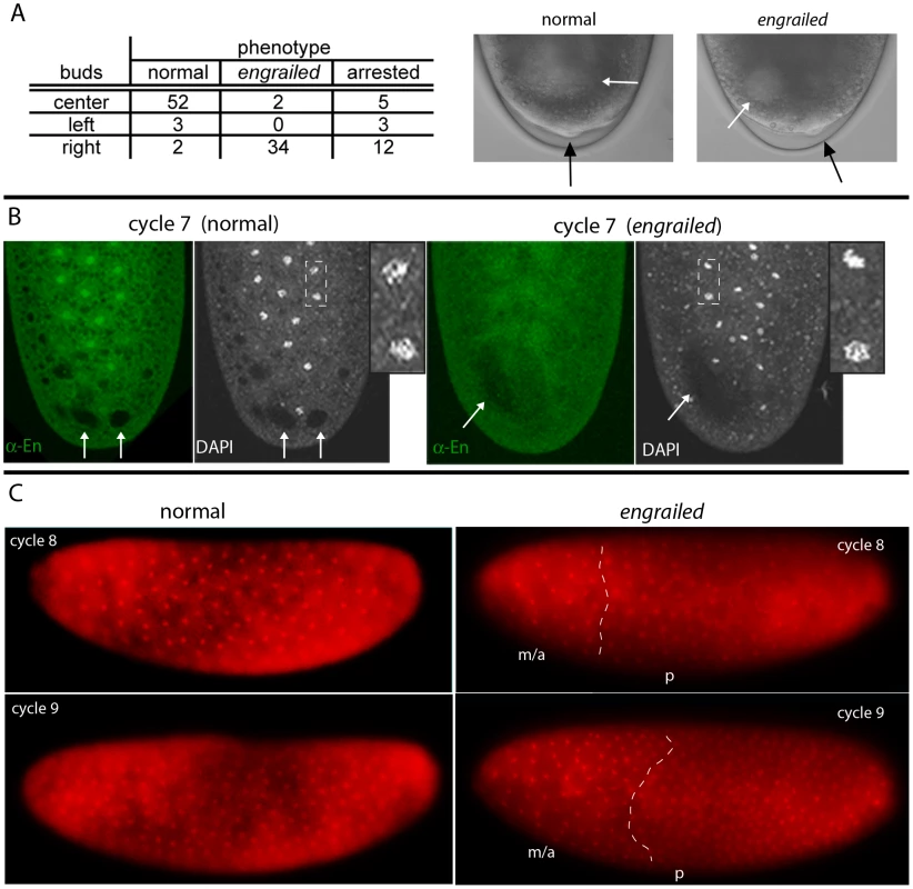 <i>engrailed</i> mutant phenotypes in pre-cellular embryos.