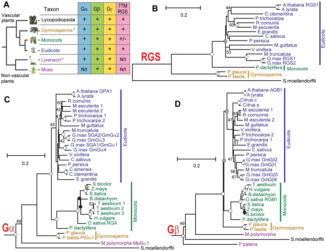 Phylogeny of G protein components in the plant kingdom.