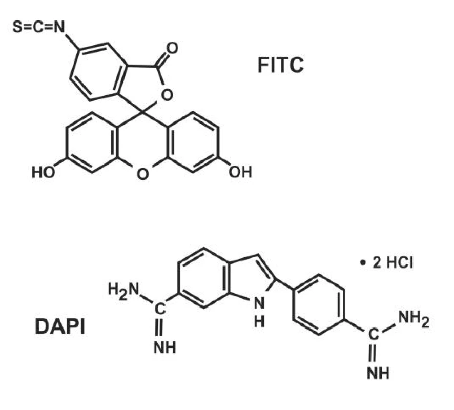 Příklady chemické struktury fluorochromů. FITC [fluorescein 5(6)-isothiokyanát] často používaný fluorochrom pro značení sond (poskytuje zelenou fluorescenci) a DAPI [4´,6-diamidino-2-phenylindol dihydrochlorid hydrát] často používaný fluorochrom pro „dobarvení“ jader – ozřejmí rozvolněnou interfázickou DNA (poskytuje modrou fluorescenci).