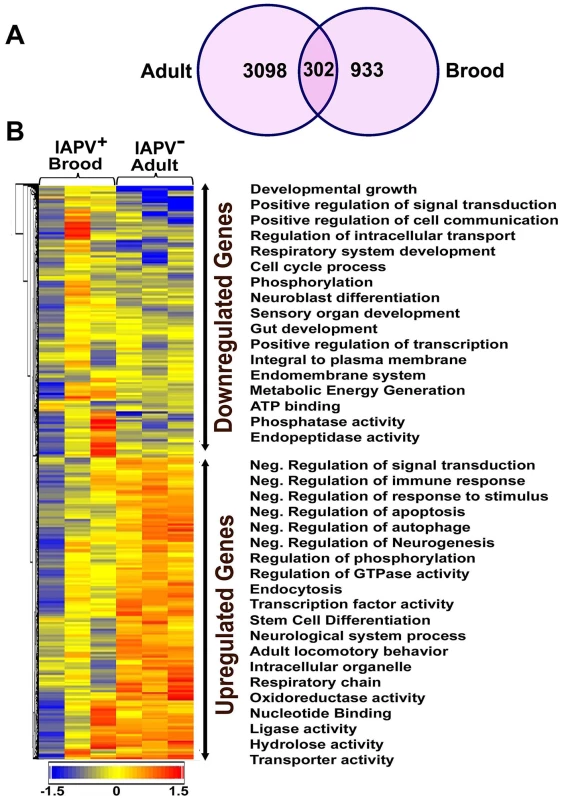 An overview of gene expression profiles in IAPV infected adults and brood.