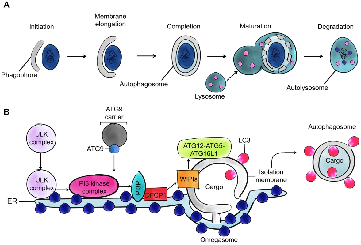 Autophagy and the four cytoskeleton components.