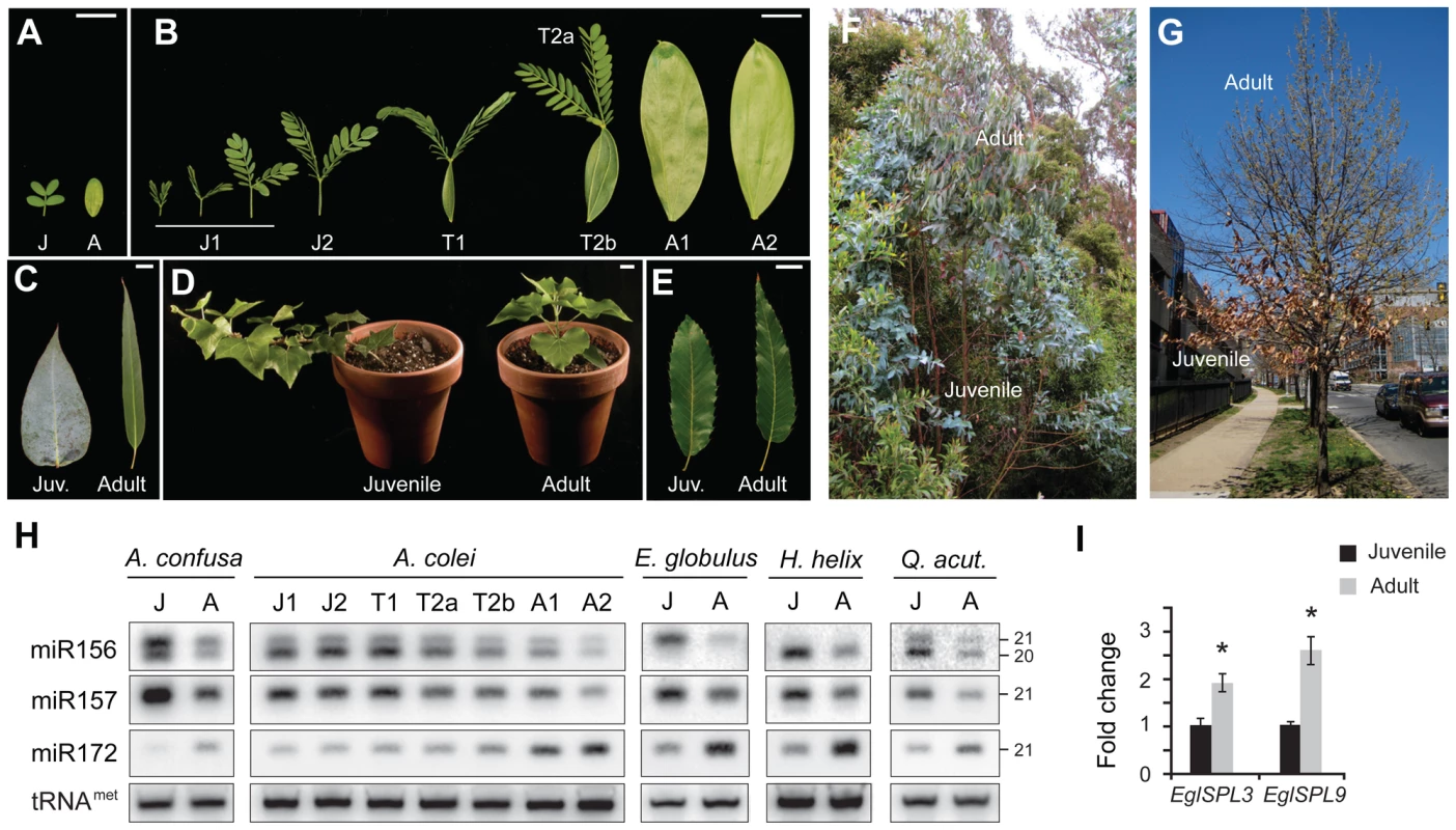 The expression of miR156 and its targets is correlated with vegetative phase change in woody plants.