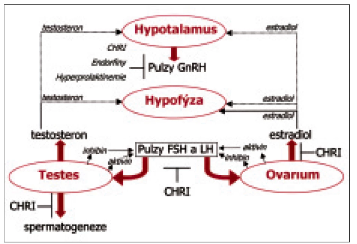 Osa hypotalamus-hypofýza-gonády u mužů a žen s CHRI. 