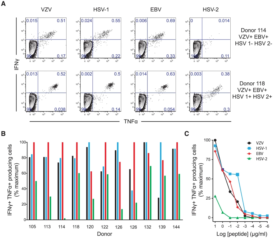 ILI-specific CD8 T cells are broadly reactive, recognizing homologous epitopes conserved between alpha- and gamma-herpesviruses.